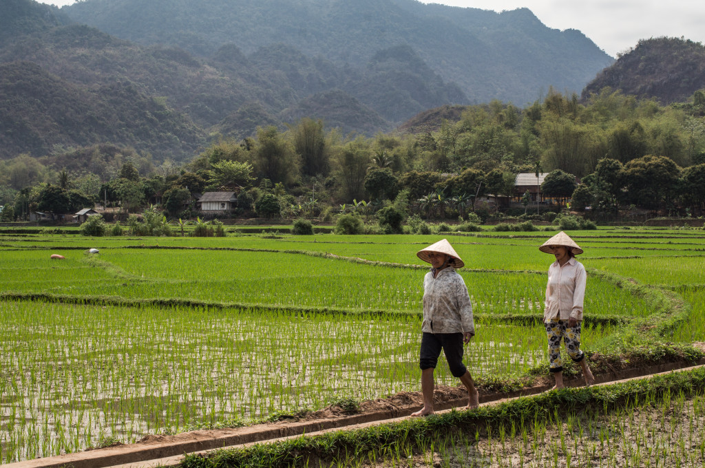 workers in the rice fields of mail chau